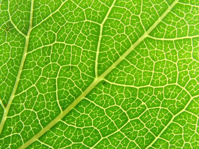 Leaf Vein Networks Lotus Leaf Surface, Gecko Adhesion, Shark Skin Efficiency, Butterfly Wing Color, Termite Climate Control, Nautilus Shell Structure, Firefly Light Production, Plant Photosynthesis, Wood Structure, Polar Bear Insulation, Bamboo Growth Pattern, Octopus Camouflage, Leaf Vein Networks, Learning from Life's Laboratory
