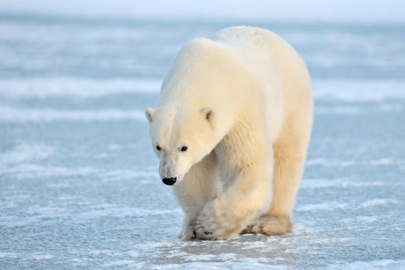 Polar Bear Insulation Lotus Leaf Surface, Gecko Adhesion, Shark Skin Efficiency, Butterfly Wing Color, Termite Climate Control, Nautilus Shell Structure, Firefly Light Production, Plant Photosynthesis, Wood Structure, Polar Bear Insulation, Bamboo Growth Pattern, Octopus Camouflage, Leaf Vein Networks, Learning from Life's Laboratory
