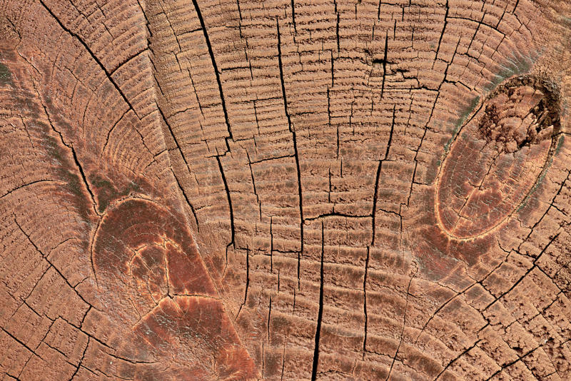 Wood Structure Lotus Leaf Surface, Gecko Adhesion, Shark Skin Efficiency, Butterfly Wing Color, Termite Climate Control, Nautilus Shell Structure, Firefly Light Production, Plant Photosynthesis, Wood Structure, Polar Bear Insulation, Bamboo Growth Pattern, Octopus Camouflage, Leaf Vein Networks, Learning from Life's Laboratory