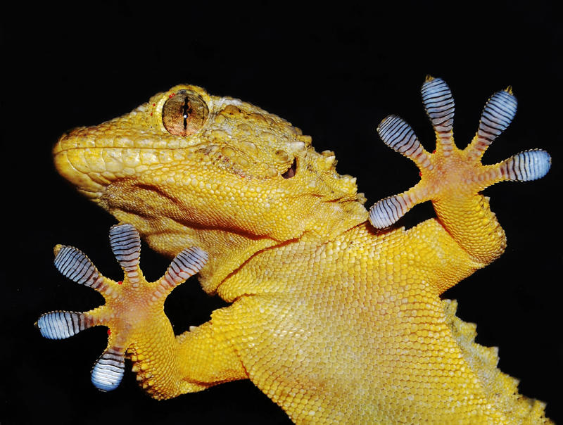 Gecko Adhesion Lotus Leaf Surface, Gecko Adhesion, Shark Skin Efficiency, Butterfly Wing Color, Termite Climate Control, Nautilus Shell Structure, Firefly Light Production, Plant Photosynthesis, Wood Structure, Polar Bear Insulation, Bamboo Growth Pattern, Octopus Camouflage, Leaf Vein Networks, Learning from Life's Laboratory