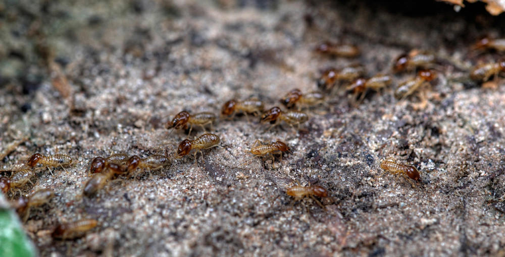 Termite Climate Control Lotus Leaf Surface, Gecko Adhesion, Shark Skin Efficiency, Butterfly Wing Color, Termite Climate Control, Nautilus Shell Structure, Firefly Light Production, Plant Photosynthesis, Wood Structure, Polar Bear Insulation, Bamboo Growth Pattern, Octopus Camouflage, Leaf Vein Networks, Learning from Life's Laboratory