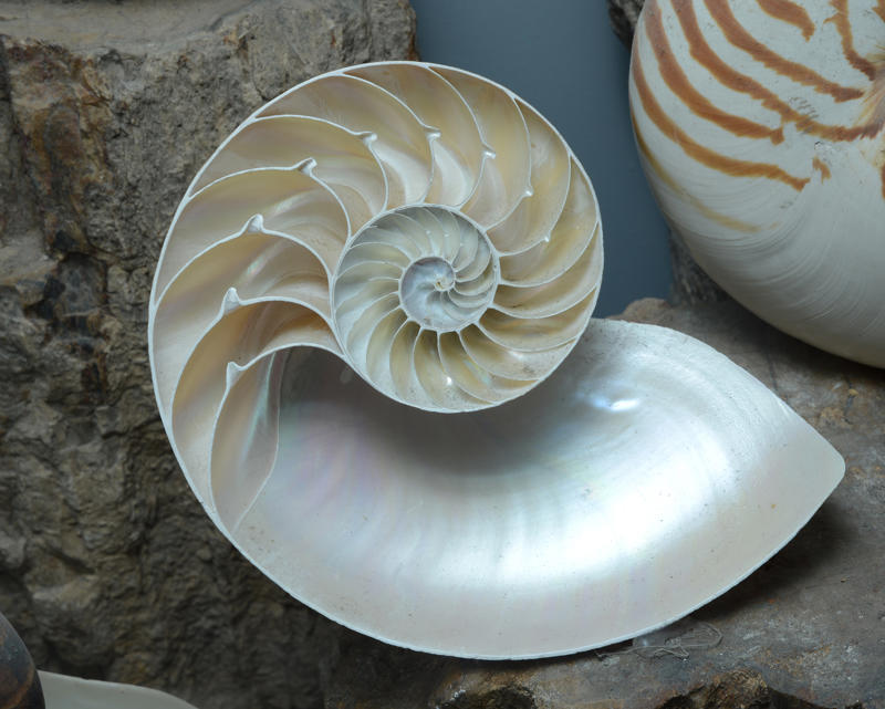 Nautilus Shell Structure Lotus Leaf Surface, Gecko Adhesion, Shark Skin Efficiency, Butterfly Wing Color, Termite Climate Control, Nautilus Shell Structure, Firefly Light Production, Plant Photosynthesis, Wood Structure, Polar Bear Insulation, Bamboo Growth Pattern, Octopus Camouflage, Leaf Vein Networks, Learning from Life's Laboratory
