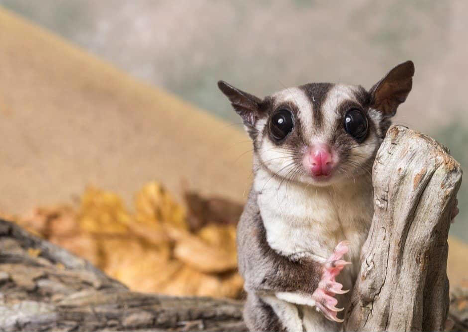 1. Sugar Gliders Are Tiny and Fluffy, 2. Don’t Let Axolotls Fool You, 3. Fennec Foxes Are The Big-Eared Cuties You’ve Been Waiting For, 4. Capybaras Are the World’s Largest Rodents, 5. Kinkajous Are the Cutest Rainforest Mammals, 6. Savannah Cats Can Be Both Wild And Domestic, 7. Macaws Are Beautiful Exotic Birds, 8. Wallabies Are Like Mini Kangaroos, 9. Tarantulas Are The Fuzzy Exotic Pet You Didn’t Know You Needed, 10. Servals Can Leap Like a Boss, 11. Hedgehogs Are Just Tiny Balls of Attitude, 12. Coatimundis: Curious Noses and Mischievous Minds, 13. Marmosets Have Big Energy, 14. Genets Are Always on the Move, 15. Green Tree Pythons Are Stunning Snakes, 16. Bengal Cats Have a Wild Look, 17. Slow Lorises Have Eyes That Will Draw You In