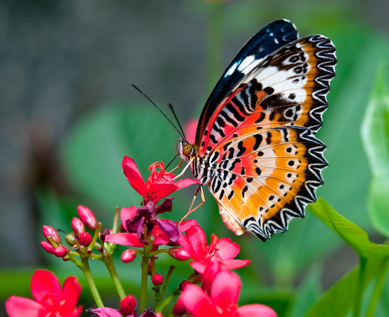 Butterfly Wing Color Lotus Leaf Surface, Gecko Adhesion, Shark Skin Efficiency, Butterfly Wing Color, Termite Climate Control, Nautilus Shell Structure, Firefly Light Production, Plant Photosynthesis, Wood Structure, Polar Bear Insulation, Bamboo Growth Pattern, Octopus Camouflage, Leaf Vein Networks, Learning from Life's Laboratory