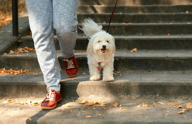 Consider getting a pet sitter Tricks of the property trade, Make sure your house has kerb appeal, Add a fresh lick of paint, Consider selling your home by auction, Get all your paperwork in order, Host an open house, Consider buyer motivation, Declutter everywhere, But don’t depersonalise, Add a large mirror, Clean until it sparkles, Don't go overboard on the kitchen, Dress the table, Flowers, flowers, flowers, Make sure the windows are in good condition, Eliminate big expenses, Clear the garage, Light a fire, Get rid of bad smells, Add homely scents, Curate your home carefully, Spruce up your garden, Freshen up soft furnishings, Create off-street parking, Consider getting a pet sitter, Be flexible, Start packing before you’ve sold, Put every space to use, Sell your area to buyers, Set a realistic asking price