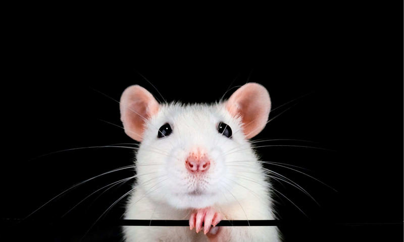 Animals That Have Been to Space - Rats How Did Laika Prepare for Her Space Travel?, What Was the Plan for Laika's Space Travel?, Laika's Death, Remembering Laika, Animals That Have Been to Space - Rats
