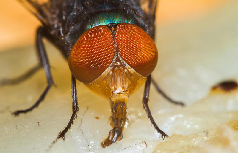 Scientists mapped a fly's brain for the first time Awe-inspiring breakthroughs, The tomb of a long-missing pharaoh was discovered, The UK's largest-ever dinosaur footprint site, A PhD student accidentally discovered a giant lost city, Scientists mapped a fly's brain for the first time, The hidden river that built the Pyramids, An elephant never forgets (their own name), Biodiverse 'islands' in the sky, 100 new species in the deep, Mysteries of the world's deepest blue hole, Virus discovered in the Mariana Trench, A terrifying new wasp species was discovered, Scientists found an ancient landscape beneath the East Antarctic Ice Sheet, Jupiter has the most moons of any planet in the solar system, New findings suggest humans might not have originated in Africa, Archaeologists may have found Europe’s oldest village, New giant spider species discovered, Scientists finally explained Namibia’s Fairy Circles, Nefertiti's mummified remains may have been unearthed, The last ever thylacine was found in a museum vault, There’s a river longer than the Thames under Antarctica, We discovered a rainbow fish that’s born female and turns male, New research sheds light on the world’s earliest animals, We found out more about the effects of the dinosaur-killing asteroid, We discovered Africa’s oldest known dinosaur, A new species of maned sloth was found, An early gibbon fossil fills an evolutionary gap, We found a fossil of an underwater dinosaur in Morocco, Dinosaur footprints were found after drought in Texas, The world’s largest water lily was discovered in the UK, We identified an active volcano on Venus, The 'Rosetta Stone of marine palaeontology' was discovered in Australia, This volcano had the highest recorded plume, A 30,000-year-old woolly mammoth was unearthed in Canada, Insects produce as much electricity as thunder clouds, The world’s largest seagrass forest was found – by sharks, NASA discovered a new 'super Earth' 10 times the size of our planet, The evolution of tree roots may have driven mass extinctions, We uncovered why Egyptians mummified their corpses, This meteorite may reveal where the Earth's water comes from, This mural was rediscovered in Peru, A sea dragon fossil was found in the UK