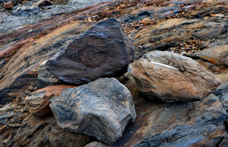 New research sheds light on the world’s earliest animals Awe-inspiring breakthroughs, The tomb of a long-missing pharaoh was discovered, The UK's largest-ever dinosaur footprint site, A PhD student accidentally discovered a giant lost city, Scientists mapped a fly's brain for the first time, The hidden river that built the Pyramids, An elephant never forgets (their own name), Biodiverse 'islands' in the sky, 100 new species in the deep, Mysteries of the world's deepest blue hole, Virus discovered in the Mariana Trench, A terrifying new wasp species was discovered, Scientists found an ancient landscape beneath the East Antarctic Ice Sheet, Jupiter has the most moons of any planet in the solar system, New findings suggest humans might not have originated in Africa, Archaeologists may have found Europe’s oldest village, New giant spider species discovered, Scientists finally explained Namibia’s Fairy Circles, Nefertiti's mummified remains may have been unearthed, The last ever thylacine was found in a museum vault, There’s a river longer than the Thames under Antarctica, We discovered a rainbow fish that’s born female and turns male, New research sheds light on the world’s earliest animals, We found out more about the effects of the dinosaur-killing asteroid, We discovered Africa’s oldest known dinosaur, A new species of maned sloth was found, An early gibbon fossil fills an evolutionary gap, We found a fossil of an underwater dinosaur in Morocco, Dinosaur footprints were found after drought in Texas, The world’s largest water lily was discovered in the UK, We identified an active volcano on Venus, The 'Rosetta Stone of marine palaeontology' was discovered in Australia, This volcano had the highest recorded plume, A 30,000-year-old woolly mammoth was unearthed in Canada, Insects produce as much electricity as thunder clouds, The world’s largest seagrass forest was found – by sharks, NASA discovered a new 'super Earth' 10 times the size of our planet, The evolution of tree roots may have driven mass extinctions, We uncovered why Egyptians mummified their corpses, This meteorite may reveal where the Earth's water comes from, This mural was rediscovered in Peru, A sea dragon fossil was found in the UK