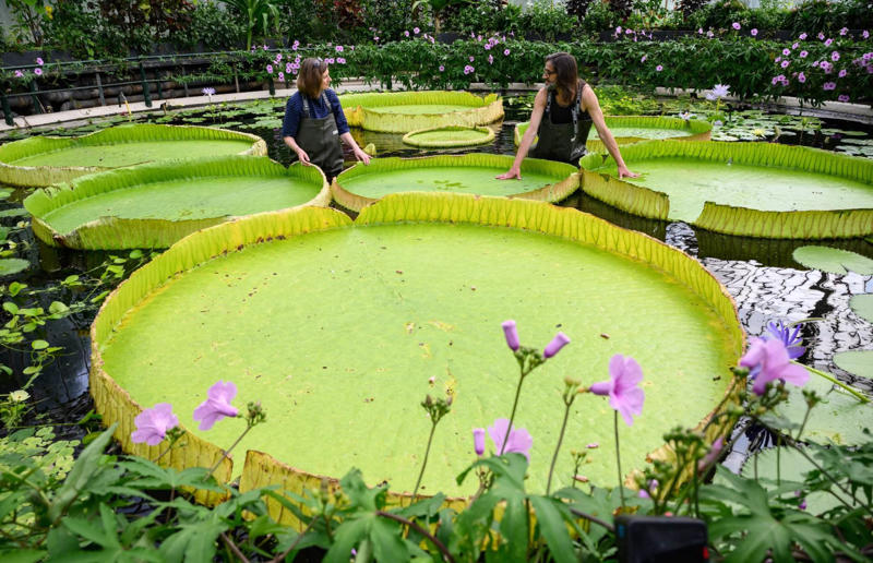 The world’s largest water lily was discovered in the UK Awe-inspiring breakthroughs, The tomb of a long-missing pharaoh was discovered, The UK's largest-ever dinosaur footprint site, A PhD student accidentally discovered a giant lost city, Scientists mapped a fly's brain for the first time, The hidden river that built the Pyramids, An elephant never forgets (their own name), Biodiverse 'islands' in the sky, 100 new species in the deep, Mysteries of the world's deepest blue hole, Virus discovered in the Mariana Trench, A terrifying new wasp species was discovered, Scientists found an ancient landscape beneath the East Antarctic Ice Sheet, Jupiter has the most moons of any planet in the solar system, New findings suggest humans might not have originated in Africa, Archaeologists may have found Europe’s oldest village, New giant spider species discovered, Scientists finally explained Namibia’s Fairy Circles, Nefertiti's mummified remains may have been unearthed, The last ever thylacine was found in a museum vault, There’s a river longer than the Thames under Antarctica, We discovered a rainbow fish that’s born female and turns male, New research sheds light on the world’s earliest animals, We found out more about the effects of the dinosaur-killing asteroid, We discovered Africa’s oldest known dinosaur, A new species of maned sloth was found, An early gibbon fossil fills an evolutionary gap, We found a fossil of an underwater dinosaur in Morocco, Dinosaur footprints were found after drought in Texas, The world’s largest water lily was discovered in the UK, We identified an active volcano on Venus, The 'Rosetta Stone of marine palaeontology' was discovered in Australia, This volcano had the highest recorded plume, A 30,000-year-old woolly mammoth was unearthed in Canada, Insects produce as much electricity as thunder clouds, The world’s largest seagrass forest was found – by sharks, NASA discovered a new 'super Earth' 10 times the size of our planet, The evolution of tree roots may have driven mass extinctions, We uncovered why Egyptians mummified their corpses, This meteorite may reveal where the Earth's water comes from, This mural was rediscovered in Peru, A sea dragon fossil was found in the UK