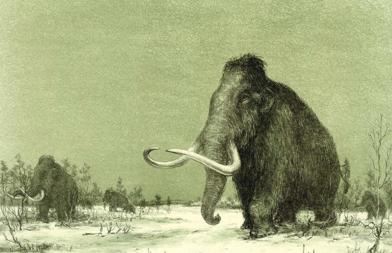 A 30,000-year-old woolly mammoth was unearthed in Canada Awe-inspiring breakthroughs, The tomb of a long-missing pharaoh was discovered, The UK's largest-ever dinosaur footprint site, A PhD student accidentally discovered a giant lost city, Scientists mapped a fly's brain for the first time, The hidden river that built the Pyramids, An elephant never forgets (their own name), Biodiverse 'islands' in the sky, 100 new species in the deep, Mysteries of the world's deepest blue hole, Virus discovered in the Mariana Trench, A terrifying new wasp species was discovered, Scientists found an ancient landscape beneath the East Antarctic Ice Sheet, Jupiter has the most moons of any planet in the solar system, New findings suggest humans might not have originated in Africa, Archaeologists may have found Europe’s oldest village, New giant spider species discovered, Scientists finally explained Namibia’s Fairy Circles, Nefertiti's mummified remains may have been unearthed, The last ever thylacine was found in a museum vault, There’s a river longer than the Thames under Antarctica, We discovered a rainbow fish that’s born female and turns male, New research sheds light on the world’s earliest animals, We found out more about the effects of the dinosaur-killing asteroid, We discovered Africa’s oldest known dinosaur, A new species of maned sloth was found, An early gibbon fossil fills an evolutionary gap, We found a fossil of an underwater dinosaur in Morocco, Dinosaur footprints were found after drought in Texas, The world’s largest water lily was discovered in the UK, We identified an active volcano on Venus, The 'Rosetta Stone of marine palaeontology' was discovered in Australia, This volcano had the highest recorded plume, A 30,000-year-old woolly mammoth was unearthed in Canada, Insects produce as much electricity as thunder clouds, The world’s largest seagrass forest was found – by sharks, NASA discovered a new 'super Earth' 10 times the size of our planet, The evolution of tree roots may have driven mass extinctions, We uncovered why Egyptians mummified their corpses, This meteorite may reveal where the Earth's water comes from, This mural was rediscovered in Peru, A sea dragon fossil was found in the UK
