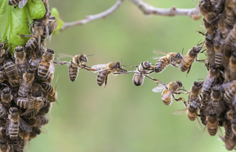 Insects produce as much electricity as thunder clouds Awe-inspiring breakthroughs, The tomb of a long-missing pharaoh was discovered, The UK's largest-ever dinosaur footprint site, A PhD student accidentally discovered a giant lost city, Scientists mapped a fly's brain for the first time, The hidden river that built the Pyramids, An elephant never forgets (their own name), Biodiverse 'islands' in the sky, 100 new species in the deep, Mysteries of the world's deepest blue hole, Virus discovered in the Mariana Trench, A terrifying new wasp species was discovered, Scientists found an ancient landscape beneath the East Antarctic Ice Sheet, Jupiter has the most moons of any planet in the solar system, New findings suggest humans might not have originated in Africa, Archaeologists may have found Europe’s oldest village, New giant spider species discovered, Scientists finally explained Namibia’s Fairy Circles, Nefertiti's mummified remains may have been unearthed, The last ever thylacine was found in a museum vault, There’s a river longer than the Thames under Antarctica, We discovered a rainbow fish that’s born female and turns male, New research sheds light on the world’s earliest animals, We found out more about the effects of the dinosaur-killing asteroid, We discovered Africa’s oldest known dinosaur, A new species of maned sloth was found, An early gibbon fossil fills an evolutionary gap, We found a fossil of an underwater dinosaur in Morocco, Dinosaur footprints were found after drought in Texas, The world’s largest water lily was discovered in the UK, We identified an active volcano on Venus, The 'Rosetta Stone of marine palaeontology' was discovered in Australia, This volcano had the highest recorded plume, A 30,000-year-old woolly mammoth was unearthed in Canada, Insects produce as much electricity as thunder clouds, The world’s largest seagrass forest was found – by sharks, NASA discovered a new 'super Earth' 10 times the size of our planet, The evolution of tree roots may have driven mass extinctions, We uncovered why Egyptians mummified their corpses, This meteorite may reveal where the Earth's water comes from, This mural was rediscovered in Peru, A sea dragon fossil was found in the UK