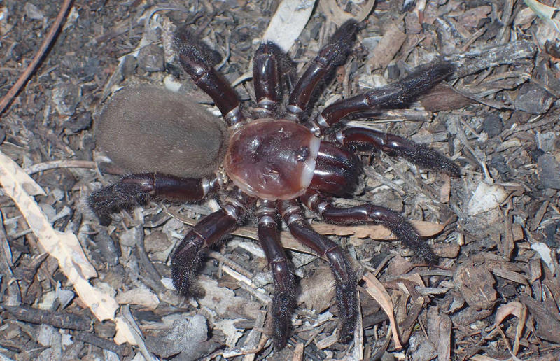 New giant spider species discovered Awe-inspiring breakthroughs, The tomb of a long-missing pharaoh was discovered, The UK's largest-ever dinosaur footprint site, A PhD student accidentally discovered a giant lost city, Scientists mapped a fly's brain for the first time, The hidden river that built the Pyramids, An elephant never forgets (their own name), Biodiverse 'islands' in the sky, 100 new species in the deep, Mysteries of the world's deepest blue hole, Virus discovered in the Mariana Trench, A terrifying new wasp species was discovered, Scientists found an ancient landscape beneath the East Antarctic Ice Sheet, Jupiter has the most moons of any planet in the solar system, New findings suggest humans might not have originated in Africa, Archaeologists may have found Europe’s oldest village, New giant spider species discovered, Scientists finally explained Namibia’s Fairy Circles, Nefertiti's mummified remains may have been unearthed, The last ever thylacine was found in a museum vault, There’s a river longer than the Thames under Antarctica, We discovered a rainbow fish that’s born female and turns male, New research sheds light on the world’s earliest animals, We found out more about the effects of the dinosaur-killing asteroid, We discovered Africa’s oldest known dinosaur, A new species of maned sloth was found, An early gibbon fossil fills an evolutionary gap, We found a fossil of an underwater dinosaur in Morocco, Dinosaur footprints were found after drought in Texas, The world’s largest water lily was discovered in the UK, We identified an active volcano on Venus, The 'Rosetta Stone of marine palaeontology' was discovered in Australia, This volcano had the highest recorded plume, A 30,000-year-old woolly mammoth was unearthed in Canada, Insects produce as much electricity as thunder clouds, The world’s largest seagrass forest was found – by sharks, NASA discovered a new 'super Earth' 10 times the size of our planet, The evolution of tree roots may have driven mass extinctions, We uncovered why Egyptians mummified their corpses, This meteorite may reveal where the Earth's water comes from, This mural was rediscovered in Peru, A sea dragon fossil was found in the UK