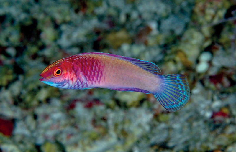 We discovered a rainbow fish that’s born female and turns male Awe-inspiring breakthroughs, The tomb of a long-missing pharaoh was discovered, The UK's largest-ever dinosaur footprint site, A PhD student accidentally discovered a giant lost city, Scientists mapped a fly's brain for the first time, The hidden river that built the Pyramids, An elephant never forgets (their own name), Biodiverse 'islands' in the sky, 100 new species in the deep, Mysteries of the world's deepest blue hole, Virus discovered in the Mariana Trench, A terrifying new wasp species was discovered, Scientists found an ancient landscape beneath the East Antarctic Ice Sheet, Jupiter has the most moons of any planet in the solar system, New findings suggest humans might not have originated in Africa, Archaeologists may have found Europe’s oldest village, New giant spider species discovered, Scientists finally explained Namibia’s Fairy Circles, Nefertiti's mummified remains may have been unearthed, The last ever thylacine was found in a museum vault, There’s a river longer than the Thames under Antarctica, We discovered a rainbow fish that’s born female and turns male, New research sheds light on the world’s earliest animals, We found out more about the effects of the dinosaur-killing asteroid, We discovered Africa’s oldest known dinosaur, A new species of maned sloth was found, An early gibbon fossil fills an evolutionary gap, We found a fossil of an underwater dinosaur in Morocco, Dinosaur footprints were found after drought in Texas, The world’s largest water lily was discovered in the UK, We identified an active volcano on Venus, The 'Rosetta Stone of marine palaeontology' was discovered in Australia, This volcano had the highest recorded plume, A 30,000-year-old woolly mammoth was unearthed in Canada, Insects produce as much electricity as thunder clouds, The world’s largest seagrass forest was found – by sharks, NASA discovered a new 'super Earth' 10 times the size of our planet, The evolution of tree roots may have driven mass extinctions, We uncovered why Egyptians mummified their corpses, This meteorite may reveal where the Earth's water comes from, This mural was rediscovered in Peru, A sea dragon fossil was found in the UK