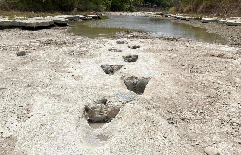 Dinosaur footprints were found after drought in Texas Awe-inspiring breakthroughs, The tomb of a long-missing pharaoh was discovered, The UK's largest-ever dinosaur footprint site, A PhD student accidentally discovered a giant lost city, Scientists mapped a fly's brain for the first time, The hidden river that built the Pyramids, An elephant never forgets (their own name), Biodiverse 'islands' in the sky, 100 new species in the deep, Mysteries of the world's deepest blue hole, Virus discovered in the Mariana Trench, A terrifying new wasp species was discovered, Scientists found an ancient landscape beneath the East Antarctic Ice Sheet, Jupiter has the most moons of any planet in the solar system, New findings suggest humans might not have originated in Africa, Archaeologists may have found Europe’s oldest village, New giant spider species discovered, Scientists finally explained Namibia’s Fairy Circles, Nefertiti's mummified remains may have been unearthed, The last ever thylacine was found in a museum vault, There’s a river longer than the Thames under Antarctica, We discovered a rainbow fish that’s born female and turns male, New research sheds light on the world’s earliest animals, We found out more about the effects of the dinosaur-killing asteroid, We discovered Africa’s oldest known dinosaur, A new species of maned sloth was found, An early gibbon fossil fills an evolutionary gap, We found a fossil of an underwater dinosaur in Morocco, Dinosaur footprints were found after drought in Texas, The world’s largest water lily was discovered in the UK, We identified an active volcano on Venus, The 'Rosetta Stone of marine palaeontology' was discovered in Australia, This volcano had the highest recorded plume, A 30,000-year-old woolly mammoth was unearthed in Canada, Insects produce as much electricity as thunder clouds, The world’s largest seagrass forest was found – by sharks, NASA discovered a new 'super Earth' 10 times the size of our planet, The evolution of tree roots may have driven mass extinctions, We uncovered why Egyptians mummified their corpses, This meteorite may reveal where the Earth's water comes from, This mural was rediscovered in Peru, A sea dragon fossil was found in the UK