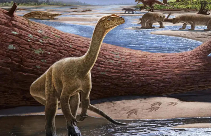 We discovered Africa’s oldest known dinosaur Awe-inspiring breakthroughs, The tomb of a long-missing pharaoh was discovered, The UK's largest-ever dinosaur footprint site, A PhD student accidentally discovered a giant lost city, Scientists mapped a fly's brain for the first time, The hidden river that built the Pyramids, An elephant never forgets (their own name), Biodiverse 'islands' in the sky, 100 new species in the deep, Mysteries of the world's deepest blue hole, Virus discovered in the Mariana Trench, A terrifying new wasp species was discovered, Scientists found an ancient landscape beneath the East Antarctic Ice Sheet, Jupiter has the most moons of any planet in the solar system, New findings suggest humans might not have originated in Africa, Archaeologists may have found Europe’s oldest village, New giant spider species discovered, Scientists finally explained Namibia’s Fairy Circles, Nefertiti's mummified remains may have been unearthed, The last ever thylacine was found in a museum vault, There’s a river longer than the Thames under Antarctica, We discovered a rainbow fish that’s born female and turns male, New research sheds light on the world’s earliest animals, We found out more about the effects of the dinosaur-killing asteroid, We discovered Africa’s oldest known dinosaur, A new species of maned sloth was found, An early gibbon fossil fills an evolutionary gap, We found a fossil of an underwater dinosaur in Morocco, Dinosaur footprints were found after drought in Texas, The world’s largest water lily was discovered in the UK, We identified an active volcano on Venus, The 'Rosetta Stone of marine palaeontology' was discovered in Australia, This volcano had the highest recorded plume, A 30,000-year-old woolly mammoth was unearthed in Canada, Insects produce as much electricity as thunder clouds, The world’s largest seagrass forest was found – by sharks, NASA discovered a new 'super Earth' 10 times the size of our planet, The evolution of tree roots may have driven mass extinctions, We uncovered why Egyptians mummified their corpses, This meteorite may reveal where the Earth's water comes from, This mural was rediscovered in Peru, A sea dragon fossil was found in the UK