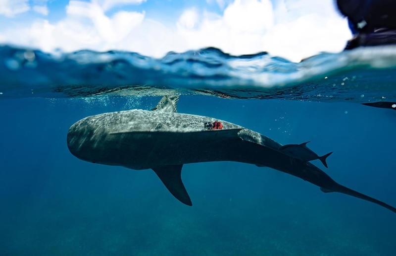 The world’s largest seagrass forest was found – by sharks Awe-inspiring breakthroughs, The tomb of a long-missing pharaoh was discovered, The UK's largest-ever dinosaur footprint site, A PhD student accidentally discovered a giant lost city, Scientists mapped a fly's brain for the first time, The hidden river that built the Pyramids, An elephant never forgets (their own name), Biodiverse 'islands' in the sky, 100 new species in the deep, Mysteries of the world's deepest blue hole, Virus discovered in the Mariana Trench, A terrifying new wasp species was discovered, Scientists found an ancient landscape beneath the East Antarctic Ice Sheet, Jupiter has the most moons of any planet in the solar system, New findings suggest humans might not have originated in Africa, Archaeologists may have found Europe’s oldest village, New giant spider species discovered, Scientists finally explained Namibia’s Fairy Circles, Nefertiti's mummified remains may have been unearthed, The last ever thylacine was found in a museum vault, There’s a river longer than the Thames under Antarctica, We discovered a rainbow fish that’s born female and turns male, New research sheds light on the world’s earliest animals, We found out more about the effects of the dinosaur-killing asteroid, We discovered Africa’s oldest known dinosaur, A new species of maned sloth was found, An early gibbon fossil fills an evolutionary gap, We found a fossil of an underwater dinosaur in Morocco, Dinosaur footprints were found after drought in Texas, The world’s largest water lily was discovered in the UK, We identified an active volcano on Venus, The 'Rosetta Stone of marine palaeontology' was discovered in Australia, This volcano had the highest recorded plume, A 30,000-year-old woolly mammoth was unearthed in Canada, Insects produce as much electricity as thunder clouds, The world’s largest seagrass forest was found – by sharks, NASA discovered a new 'super Earth' 10 times the size of our planet, The evolution of tree roots may have driven mass extinctions, We uncovered why Egyptians mummified their corpses, This meteorite may reveal where the Earth's water comes from, This mural was rediscovered in Peru, A sea dragon fossil was found in the UK