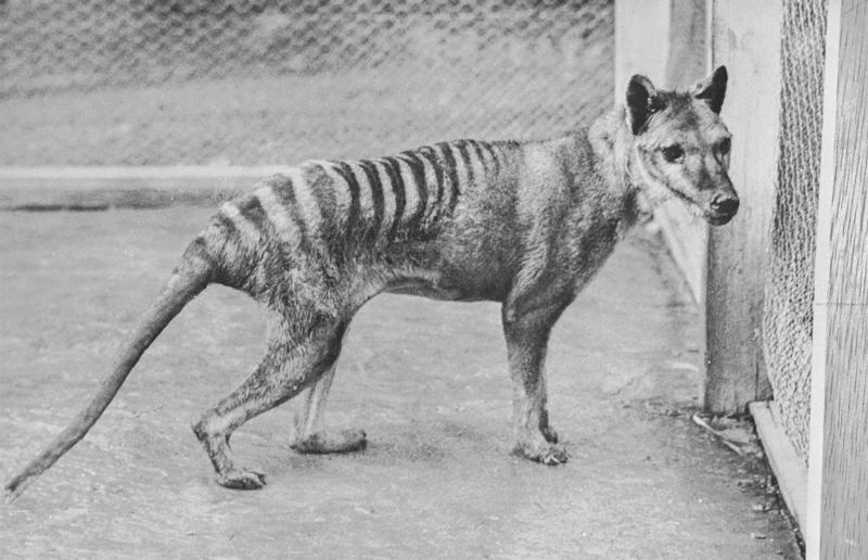 The last ever thylacine was found in a museum vault Awe-inspiring breakthroughs, The tomb of a long-missing pharaoh was discovered, The UK's largest-ever dinosaur footprint site, A PhD student accidentally discovered a giant lost city, Scientists mapped a fly's brain for the first time, The hidden river that built the Pyramids, An elephant never forgets (their own name), Biodiverse 'islands' in the sky, 100 new species in the deep, Mysteries of the world's deepest blue hole, Virus discovered in the Mariana Trench, A terrifying new wasp species was discovered, Scientists found an ancient landscape beneath the East Antarctic Ice Sheet, Jupiter has the most moons of any planet in the solar system, New findings suggest humans might not have originated in Africa, Archaeologists may have found Europe’s oldest village, New giant spider species discovered, Scientists finally explained Namibia’s Fairy Circles, Nefertiti's mummified remains may have been unearthed, The last ever thylacine was found in a museum vault, There’s a river longer than the Thames under Antarctica, We discovered a rainbow fish that’s born female and turns male, New research sheds light on the world’s earliest animals, We found out more about the effects of the dinosaur-killing asteroid, We discovered Africa’s oldest known dinosaur, A new species of maned sloth was found, An early gibbon fossil fills an evolutionary gap, We found a fossil of an underwater dinosaur in Morocco, Dinosaur footprints were found after drought in Texas, The world’s largest water lily was discovered in the UK, We identified an active volcano on Venus, The 'Rosetta Stone of marine palaeontology' was discovered in Australia, This volcano had the highest recorded plume, A 30,000-year-old woolly mammoth was unearthed in Canada, Insects produce as much electricity as thunder clouds, The world’s largest seagrass forest was found – by sharks, NASA discovered a new 'super Earth' 10 times the size of our planet, The evolution of tree roots may have driven mass extinctions, We uncovered why Egyptians mummified their corpses, This meteorite may reveal where the Earth's water comes from, This mural was rediscovered in Peru, A sea dragon fossil was found in the UK