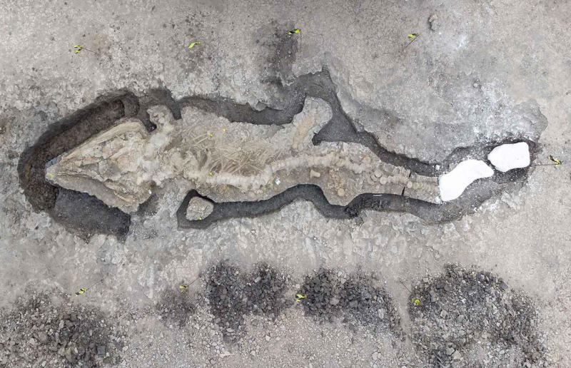 A sea dragon fossil was found in the UK Awe-inspiring breakthroughs, The tomb of a long-missing pharaoh was discovered, The UK's largest-ever dinosaur footprint site, A PhD student accidentally discovered a giant lost city, Scientists mapped a fly's brain for the first time, The hidden river that built the Pyramids, An elephant never forgets (their own name), Biodiverse 'islands' in the sky, 100 new species in the deep, Mysteries of the world's deepest blue hole, Virus discovered in the Mariana Trench, A terrifying new wasp species was discovered, Scientists found an ancient landscape beneath the East Antarctic Ice Sheet, Jupiter has the most moons of any planet in the solar system, New findings suggest humans might not have originated in Africa, Archaeologists may have found Europe’s oldest village, New giant spider species discovered, Scientists finally explained Namibia’s Fairy Circles, Nefertiti's mummified remains may have been unearthed, The last ever thylacine was found in a museum vault, There’s a river longer than the Thames under Antarctica, We discovered a rainbow fish that’s born female and turns male, New research sheds light on the world’s earliest animals, We found out more about the effects of the dinosaur-killing asteroid, We discovered Africa’s oldest known dinosaur, A new species of maned sloth was found, An early gibbon fossil fills an evolutionary gap, We found a fossil of an underwater dinosaur in Morocco, Dinosaur footprints were found after drought in Texas, The world’s largest water lily was discovered in the UK, We identified an active volcano on Venus, The 'Rosetta Stone of marine palaeontology' was discovered in Australia, This volcano had the highest recorded plume, A 30,000-year-old woolly mammoth was unearthed in Canada, Insects produce as much electricity as thunder clouds, The world’s largest seagrass forest was found – by sharks, NASA discovered a new 'super Earth' 10 times the size of our planet, The evolution of tree roots may have driven mass extinctions, We uncovered why Egyptians mummified their corpses, This meteorite may reveal where the Earth's water comes from, This mural was rediscovered in Peru, A sea dragon fossil was found in the UK