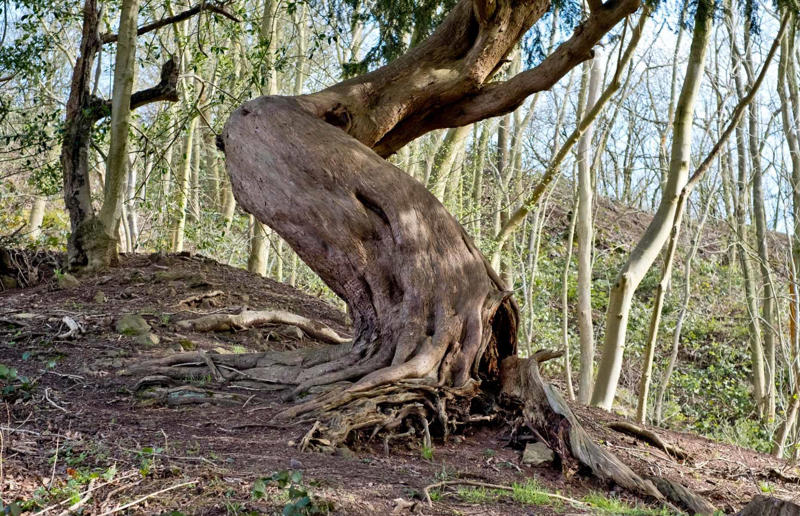 The evolution of tree roots may have driven mass extinctions Awe-inspiring breakthroughs, The tomb of a long-missing pharaoh was discovered, The UK's largest-ever dinosaur footprint site, A PhD student accidentally discovered a giant lost city, Scientists mapped a fly's brain for the first time, The hidden river that built the Pyramids, An elephant never forgets (their own name), Biodiverse 'islands' in the sky, 100 new species in the deep, Mysteries of the world's deepest blue hole, Virus discovered in the Mariana Trench, A terrifying new wasp species was discovered, Scientists found an ancient landscape beneath the East Antarctic Ice Sheet, Jupiter has the most moons of any planet in the solar system, New findings suggest humans might not have originated in Africa, Archaeologists may have found Europe’s oldest village, New giant spider species discovered, Scientists finally explained Namibia’s Fairy Circles, Nefertiti's mummified remains may have been unearthed, The last ever thylacine was found in a museum vault, There’s a river longer than the Thames under Antarctica, We discovered a rainbow fish that’s born female and turns male, New research sheds light on the world’s earliest animals, We found out more about the effects of the dinosaur-killing asteroid, We discovered Africa’s oldest known dinosaur, A new species of maned sloth was found, An early gibbon fossil fills an evolutionary gap, We found a fossil of an underwater dinosaur in Morocco, Dinosaur footprints were found after drought in Texas, The world’s largest water lily was discovered in the UK, We identified an active volcano on Venus, The 'Rosetta Stone of marine palaeontology' was discovered in Australia, This volcano had the highest recorded plume, A 30,000-year-old woolly mammoth was unearthed in Canada, Insects produce as much electricity as thunder clouds, The world’s largest seagrass forest was found – by sharks, NASA discovered a new 'super Earth' 10 times the size of our planet, The evolution of tree roots may have driven mass extinctions, We uncovered why Egyptians mummified their corpses, This meteorite may reveal where the Earth's water comes from, This mural was rediscovered in Peru, A sea dragon fossil was found in the UK