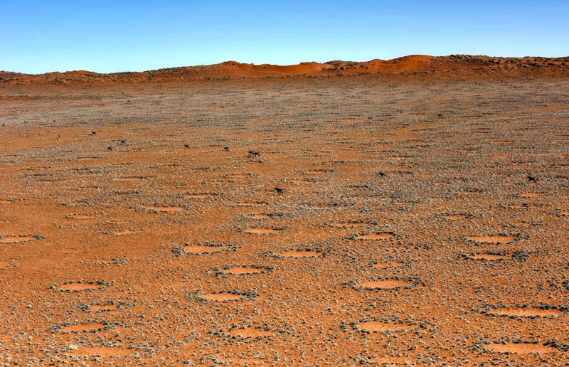 Scientists finally explained Namibia’s Fairy Circles Awe-inspiring breakthroughs, The tomb of a long-missing pharaoh was discovered, The UK's largest-ever dinosaur footprint site, A PhD student accidentally discovered a giant lost city, Scientists mapped a fly's brain for the first time, The hidden river that built the Pyramids, An elephant never forgets (their own name), Biodiverse 'islands' in the sky, 100 new species in the deep, Mysteries of the world's deepest blue hole, Virus discovered in the Mariana Trench, A terrifying new wasp species was discovered, Scientists found an ancient landscape beneath the East Antarctic Ice Sheet, Jupiter has the most moons of any planet in the solar system, New findings suggest humans might not have originated in Africa, Archaeologists may have found Europe’s oldest village, New giant spider species discovered, Scientists finally explained Namibia’s Fairy Circles, Nefertiti's mummified remains may have been unearthed, The last ever thylacine was found in a museum vault, There’s a river longer than the Thames under Antarctica, We discovered a rainbow fish that’s born female and turns male, New research sheds light on the world’s earliest animals, We found out more about the effects of the dinosaur-killing asteroid, We discovered Africa’s oldest known dinosaur, A new species of maned sloth was found, An early gibbon fossil fills an evolutionary gap, We found a fossil of an underwater dinosaur in Morocco, Dinosaur footprints were found after drought in Texas, The world’s largest water lily was discovered in the UK, We identified an active volcano on Venus, The 'Rosetta Stone of marine palaeontology' was discovered in Australia, This volcano had the highest recorded plume, A 30,000-year-old woolly mammoth was unearthed in Canada, Insects produce as much electricity as thunder clouds, The world’s largest seagrass forest was found – by sharks, NASA discovered a new 'super Earth' 10 times the size of our planet, The evolution of tree roots may have driven mass extinctions, We uncovered why Egyptians mummified their corpses, This meteorite may reveal where the Earth's water comes from, This mural was rediscovered in Peru, A sea dragon fossil was found in the UK