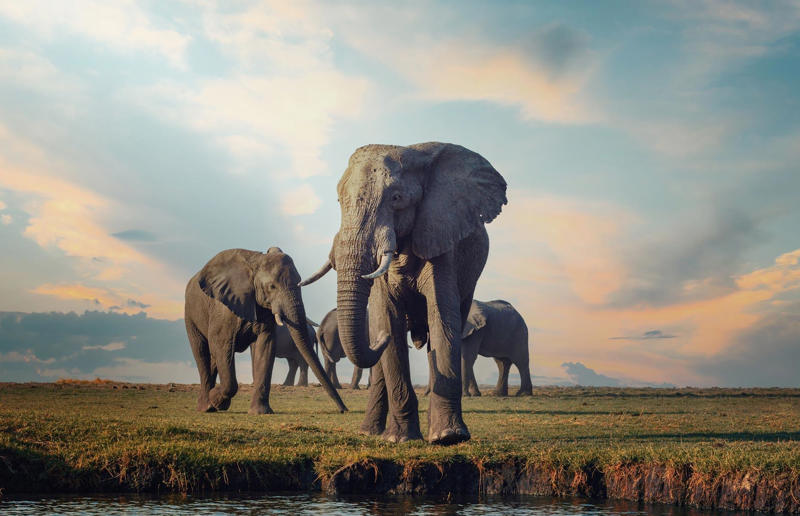 An elephant never forgets (their own name) Awe-inspiring breakthroughs, The tomb of a long-missing pharaoh was discovered, The UK's largest-ever dinosaur footprint site, A PhD student accidentally discovered a giant lost city, Scientists mapped a fly's brain for the first time, The hidden river that built the Pyramids, An elephant never forgets (their own name), Biodiverse 'islands' in the sky, 100 new species in the deep, Mysteries of the world's deepest blue hole, Virus discovered in the Mariana Trench, A terrifying new wasp species was discovered, Scientists found an ancient landscape beneath the East Antarctic Ice Sheet, Jupiter has the most moons of any planet in the solar system, New findings suggest humans might not have originated in Africa, Archaeologists may have found Europe’s oldest village, New giant spider species discovered, Scientists finally explained Namibia’s Fairy Circles, Nefertiti's mummified remains may have been unearthed, The last ever thylacine was found in a museum vault, There’s a river longer than the Thames under Antarctica, We discovered a rainbow fish that’s born female and turns male, New research sheds light on the world’s earliest animals, We found out more about the effects of the dinosaur-killing asteroid, We discovered Africa’s oldest known dinosaur, A new species of maned sloth was found, An early gibbon fossil fills an evolutionary gap, We found a fossil of an underwater dinosaur in Morocco, Dinosaur footprints were found after drought in Texas, The world’s largest water lily was discovered in the UK, We identified an active volcano on Venus, The 'Rosetta Stone of marine palaeontology' was discovered in Australia, This volcano had the highest recorded plume, A 30,000-year-old woolly mammoth was unearthed in Canada, Insects produce as much electricity as thunder clouds, The world’s largest seagrass forest was found – by sharks, NASA discovered a new 'super Earth' 10 times the size of our planet, The evolution of tree roots may have driven mass extinctions, We uncovered why Egyptians mummified their corpses, This meteorite may reveal where the Earth's water comes from, This mural was rediscovered in Peru, A sea dragon fossil was found in the UK