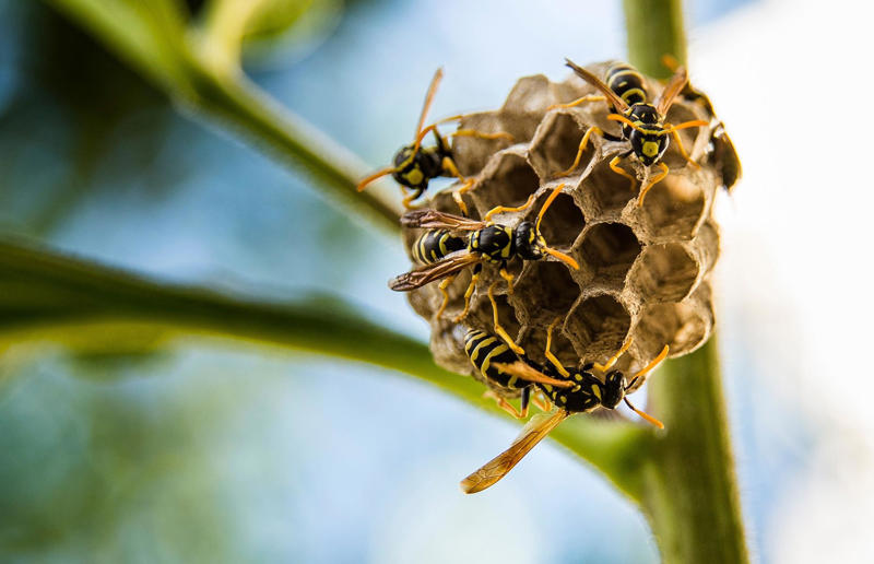 A terrifying new wasp species was discovered Awe-inspiring breakthroughs, The tomb of a long-missing pharaoh was discovered, The UK's largest-ever dinosaur footprint site, A PhD student accidentally discovered a giant lost city, Scientists mapped a fly's brain for the first time, The hidden river that built the Pyramids, An elephant never forgets (their own name), Biodiverse 'islands' in the sky, 100 new species in the deep, Mysteries of the world's deepest blue hole, Virus discovered in the Mariana Trench, A terrifying new wasp species was discovered, Scientists found an ancient landscape beneath the East Antarctic Ice Sheet, Jupiter has the most moons of any planet in the solar system, New findings suggest humans might not have originated in Africa, Archaeologists may have found Europe’s oldest village, New giant spider species discovered, Scientists finally explained Namibia’s Fairy Circles, Nefertiti's mummified remains may have been unearthed, The last ever thylacine was found in a museum vault, There’s a river longer than the Thames under Antarctica, We discovered a rainbow fish that’s born female and turns male, New research sheds light on the world’s earliest animals, We found out more about the effects of the dinosaur-killing asteroid, We discovered Africa’s oldest known dinosaur, A new species of maned sloth was found, An early gibbon fossil fills an evolutionary gap, We found a fossil of an underwater dinosaur in Morocco, Dinosaur footprints were found after drought in Texas, The world’s largest water lily was discovered in the UK, We identified an active volcano on Venus, The 'Rosetta Stone of marine palaeontology' was discovered in Australia, This volcano had the highest recorded plume, A 30,000-year-old woolly mammoth was unearthed in Canada, Insects produce as much electricity as thunder clouds, The world’s largest seagrass forest was found – by sharks, NASA discovered a new 'super Earth' 10 times the size of our planet, The evolution of tree roots may have driven mass extinctions, We uncovered why Egyptians mummified their corpses, This meteorite may reveal where the Earth's water comes from, This mural was rediscovered in Peru, A sea dragon fossil was found in the UK