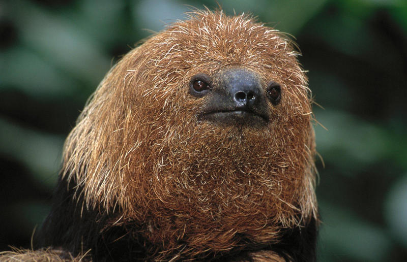 A new species of maned sloth was found Awe-inspiring breakthroughs, The tomb of a long-missing pharaoh was discovered, The UK's largest-ever dinosaur footprint site, A PhD student accidentally discovered a giant lost city, Scientists mapped a fly's brain for the first time, The hidden river that built the Pyramids, An elephant never forgets (their own name), Biodiverse 'islands' in the sky, 100 new species in the deep, Mysteries of the world's deepest blue hole, Virus discovered in the Mariana Trench, A terrifying new wasp species was discovered, Scientists found an ancient landscape beneath the East Antarctic Ice Sheet, Jupiter has the most moons of any planet in the solar system, New findings suggest humans might not have originated in Africa, Archaeologists may have found Europe’s oldest village, New giant spider species discovered, Scientists finally explained Namibia’s Fairy Circles, Nefertiti's mummified remains may have been unearthed, The last ever thylacine was found in a museum vault, There’s a river longer than the Thames under Antarctica, We discovered a rainbow fish that’s born female and turns male, New research sheds light on the world’s earliest animals, We found out more about the effects of the dinosaur-killing asteroid, We discovered Africa’s oldest known dinosaur, A new species of maned sloth was found, An early gibbon fossil fills an evolutionary gap, We found a fossil of an underwater dinosaur in Morocco, Dinosaur footprints were found after drought in Texas, The world’s largest water lily was discovered in the UK, We identified an active volcano on Venus, The 'Rosetta Stone of marine palaeontology' was discovered in Australia, This volcano had the highest recorded plume, A 30,000-year-old woolly mammoth was unearthed in Canada, Insects produce as much electricity as thunder clouds, The world’s largest seagrass forest was found – by sharks, NASA discovered a new 'super Earth' 10 times the size of our planet, The evolution of tree roots may have driven mass extinctions, We uncovered why Egyptians mummified their corpses, This meteorite may reveal where the Earth's water comes from, This mural was rediscovered in Peru, A sea dragon fossil was found in the UK