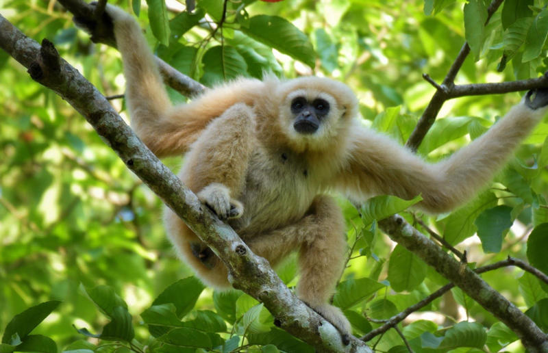 An early gibbon fossil fills an evolutionary gap Awe-inspiring breakthroughs, The tomb of a long-missing pharaoh was discovered, The UK's largest-ever dinosaur footprint site, A PhD student accidentally discovered a giant lost city, Scientists mapped a fly's brain for the first time, The hidden river that built the Pyramids, An elephant never forgets (their own name), Biodiverse 'islands' in the sky, 100 new species in the deep, Mysteries of the world's deepest blue hole, Virus discovered in the Mariana Trench, A terrifying new wasp species was discovered, Scientists found an ancient landscape beneath the East Antarctic Ice Sheet, Jupiter has the most moons of any planet in the solar system, New findings suggest humans might not have originated in Africa, Archaeologists may have found Europe’s oldest village, New giant spider species discovered, Scientists finally explained Namibia’s Fairy Circles, Nefertiti's mummified remains may have been unearthed, The last ever thylacine was found in a museum vault, There’s a river longer than the Thames under Antarctica, We discovered a rainbow fish that’s born female and turns male, New research sheds light on the world’s earliest animals, We found out more about the effects of the dinosaur-killing asteroid, We discovered Africa’s oldest known dinosaur, A new species of maned sloth was found, An early gibbon fossil fills an evolutionary gap, We found a fossil of an underwater dinosaur in Morocco, Dinosaur footprints were found after drought in Texas, The world’s largest water lily was discovered in the UK, We identified an active volcano on Venus, The 'Rosetta Stone of marine palaeontology' was discovered in Australia, This volcano had the highest recorded plume, A 30,000-year-old woolly mammoth was unearthed in Canada, Insects produce as much electricity as thunder clouds, The world’s largest seagrass forest was found – by sharks, NASA discovered a new 'super Earth' 10 times the size of our planet, The evolution of tree roots may have driven mass extinctions, We uncovered why Egyptians mummified their corpses, This meteorite may reveal where the Earth's water comes from, This mural was rediscovered in Peru, A sea dragon fossil was found in the UK