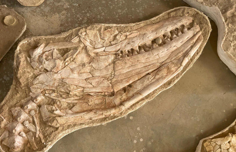 We found a fossil of an underwater dinosaur in Morocco Awe-inspiring breakthroughs, The tomb of a long-missing pharaoh was discovered, The UK's largest-ever dinosaur footprint site, A PhD student accidentally discovered a giant lost city, Scientists mapped a fly's brain for the first time, The hidden river that built the Pyramids, An elephant never forgets (their own name), Biodiverse 'islands' in the sky, 100 new species in the deep, Mysteries of the world's deepest blue hole, Virus discovered in the Mariana Trench, A terrifying new wasp species was discovered, Scientists found an ancient landscape beneath the East Antarctic Ice Sheet, Jupiter has the most moons of any planet in the solar system, New findings suggest humans might not have originated in Africa, Archaeologists may have found Europe’s oldest village, New giant spider species discovered, Scientists finally explained Namibia’s Fairy Circles, Nefertiti's mummified remains may have been unearthed, The last ever thylacine was found in a museum vault, There’s a river longer than the Thames under Antarctica, We discovered a rainbow fish that’s born female and turns male, New research sheds light on the world’s earliest animals, We found out more about the effects of the dinosaur-killing asteroid, We discovered Africa’s oldest known dinosaur, A new species of maned sloth was found, An early gibbon fossil fills an evolutionary gap, We found a fossil of an underwater dinosaur in Morocco, Dinosaur footprints were found after drought in Texas, The world’s largest water lily was discovered in the UK, We identified an active volcano on Venus, The 'Rosetta Stone of marine palaeontology' was discovered in Australia, This volcano had the highest recorded plume, A 30,000-year-old woolly mammoth was unearthed in Canada, Insects produce as much electricity as thunder clouds, The world’s largest seagrass forest was found – by sharks, NASA discovered a new 'super Earth' 10 times the size of our planet, The evolution of tree roots may have driven mass extinctions, We uncovered why Egyptians mummified their corpses, This meteorite may reveal where the Earth's water comes from, This mural was rediscovered in Peru, A sea dragon fossil was found in the UK