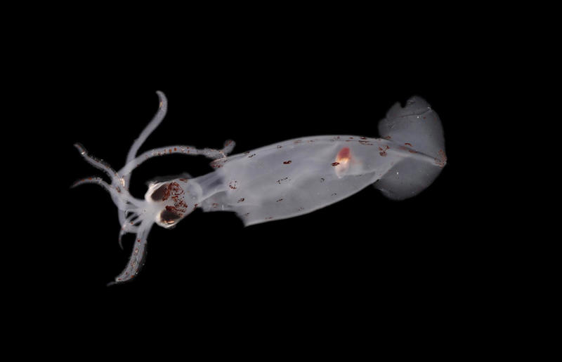 100 new species in the deep Awe-inspiring breakthroughs, The tomb of a long-missing pharaoh was discovered, The UK's largest-ever dinosaur footprint site, A PhD student accidentally discovered a giant lost city, Scientists mapped a fly's brain for the first time, The hidden river that built the Pyramids, An elephant never forgets (their own name), Biodiverse 'islands' in the sky, 100 new species in the deep, Mysteries of the world's deepest blue hole, Virus discovered in the Mariana Trench, A terrifying new wasp species was discovered, Scientists found an ancient landscape beneath the East Antarctic Ice Sheet, Jupiter has the most moons of any planet in the solar system, New findings suggest humans might not have originated in Africa, Archaeologists may have found Europe’s oldest village, New giant spider species discovered, Scientists finally explained Namibia’s Fairy Circles, Nefertiti's mummified remains may have been unearthed, The last ever thylacine was found in a museum vault, There’s a river longer than the Thames under Antarctica, We discovered a rainbow fish that’s born female and turns male, New research sheds light on the world’s earliest animals, We found out more about the effects of the dinosaur-killing asteroid, We discovered Africa’s oldest known dinosaur, A new species of maned sloth was found, An early gibbon fossil fills an evolutionary gap, We found a fossil of an underwater dinosaur in Morocco, Dinosaur footprints were found after drought in Texas, The world’s largest water lily was discovered in the UK, We identified an active volcano on Venus, The 'Rosetta Stone of marine palaeontology' was discovered in Australia, This volcano had the highest recorded plume, A 30,000-year-old woolly mammoth was unearthed in Canada, Insects produce as much electricity as thunder clouds, The world’s largest seagrass forest was found – by sharks, NASA discovered a new 'super Earth' 10 times the size of our planet, The evolution of tree roots may have driven mass extinctions, We uncovered why Egyptians mummified their corpses, This meteorite may reveal where the Earth's water comes from, This mural was rediscovered in Peru, A sea dragon fossil was found in the UK
