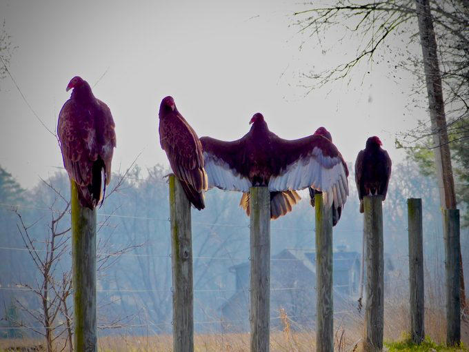 Multiple Types of Vultures Live in the U.S., Turkey Vultures Have a Gross Defense Method, Here’s Why Vultures Don’t Sing, Flying With Finesse, Vultures Stick Together, Vultures Use Their Senses to Find Food, How Long Do Vultures Live?, California Condors Are Endangered