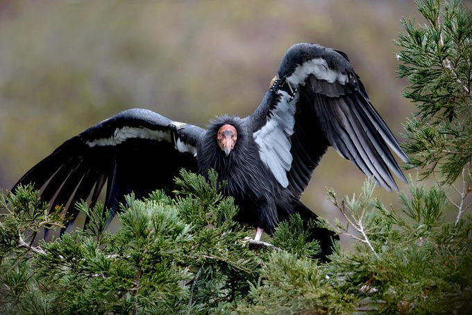 Multiple Types of Vultures Live in the U.S., Turkey Vultures Have a Gross Defense Method, Here’s Why Vultures Don’t Sing, Flying With Finesse, Vultures Stick Together, Vultures Use Their Senses to Find Food, How Long Do Vultures Live?, California Condors Are Endangered