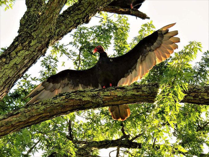 Multiple Types of Vultures Live in the U.S., Turkey Vultures Have a Gross Defense Method, Here’s Why Vultures Don’t Sing, Flying With Finesse, Vultures Stick Together, Vultures Use Their Senses to Find Food, How Long Do Vultures Live?, California Condors Are Endangered