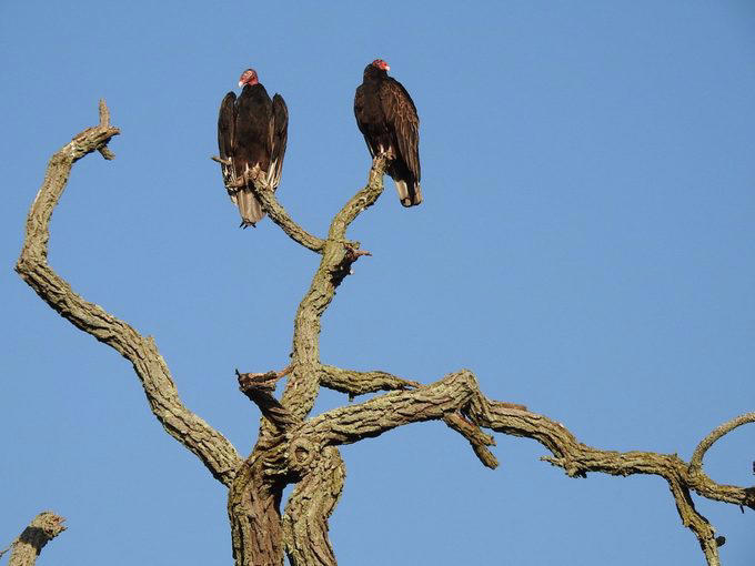 Multiple Types of Vultures Live in the U.S., Turkey Vultures Have a Gross Defense Method, Here’s Why Vultures Don’t Sing, Flying With Finesse, Vultures Stick Together, Vultures Use Their Senses to Find Food, How Long Do Vultures Live?, California Condors Are Endangered