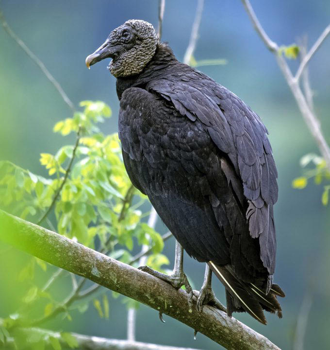 Multiple Types of Vultures Live in the U.S., Turkey Vultures Have a Gross Defense Method, Here’s Why Vultures Don’t Sing, Flying With Finesse, Vultures Stick Together, Vultures Use Their Senses to Find Food, How Long Do Vultures Live?, California Condors Are Endangered