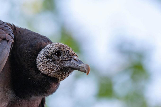 Multiple Types of Vultures Live in the U.S., Turkey Vultures Have a Gross Defense Method, Here’s Why Vultures Don’t Sing, Flying With Finesse, Vultures Stick Together, Vultures Use Their Senses to Find Food, How Long Do Vultures Live?, California Condors Are Endangered