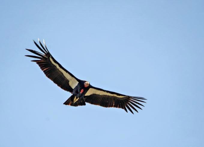 Multiple Types of Vultures Live in the U.S., Turkey Vultures Have a Gross Defense Method, Here’s Why Vultures Don’t Sing, Flying With Finesse, Vultures Stick Together, Vultures Use Their Senses to Find Food, How Long Do Vultures Live?, California Condors Are Endangered