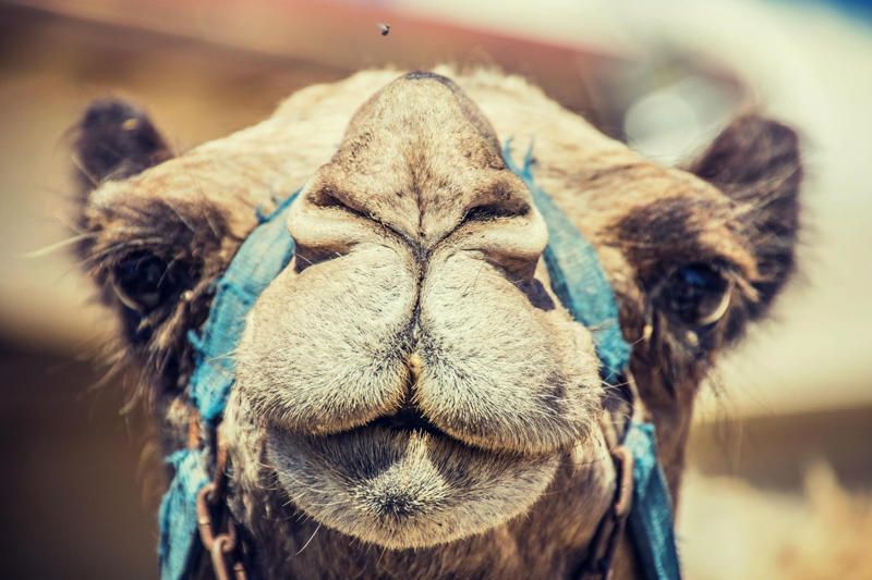 What is a camel-hair brush made of? How long did the Hundred Years’ War last?, Answer: We’ve tricked you right off the bat!, Some months have 31 days, while others have 30. How many have 28?, Answer: You probably answered only one…, Say the word “silk” five times…, Answer: They drink water, silly, not milk!, What colour is the black box on a commercial airliner?, Answer: The black box is always a bright colour., How many birthdays does a 30-year-old have?, Answer: Only one!, If a yellow house is made of yellow walls…, Answer: Did you answer “red walls”?, In Texas, can you marry your widow’s sister?, Answer: It’s pretty hard to get married when you’re dead!, Answer: In third, of course—because you took their place., What is a camel-hair brush made of?, Answer: Hair from squirrel, cow, goat, and sometimes horse., Think of a country that starts with that letter., Now look at the palm of your left hand., Of course they don’t!