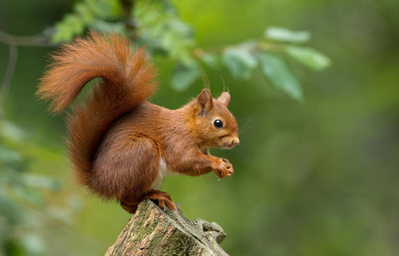 Answer: Hair from squirrel, cow, goat, and sometimes horse. How long did the Hundred Years’ War last?, Answer: We’ve tricked you right off the bat!, Some months have 31 days, while others have 30. How many have 28?, Answer: You probably answered only one…, Say the word “silk” five times…, Answer: They drink water, silly, not milk!, What colour is the black box on a commercial airliner?, Answer: The black box is always a bright colour., How many birthdays does a 30-year-old have?, Answer: Only one!, If a yellow house is made of yellow walls…, Answer: Did you answer “red walls”?, In Texas, can you marry your widow’s sister?, Answer: It’s pretty hard to get married when you’re dead!, Answer: In third, of course—because you took their place., What is a camel-hair brush made of?, Answer: Hair from squirrel, cow, goat, and sometimes horse., Think of a country that starts with that letter., Now look at the palm of your left hand., Of course they don’t!