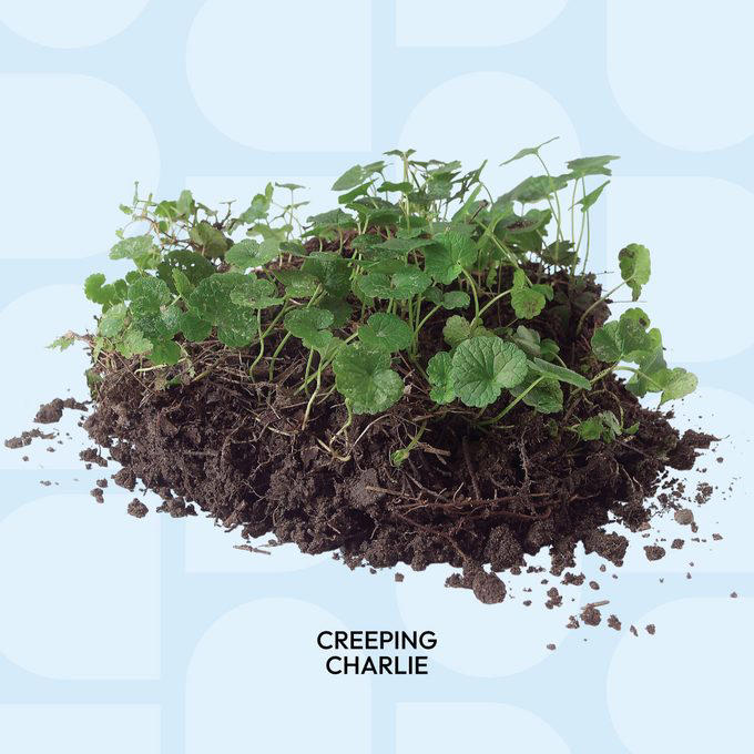 Set Your Blade at the Right Height to Control Weeds, Plant Hardy Ground Covers in Shady Areas, Don’t Fight Weeds Where Grass Won’t Grow, Use Landscape Fabric Staples to Anchor the Seams, Treat Weed Patches With a Small Tank Sprayer, Use a Dial Sprayer When Weeds Are Out of Control, Identify Weeds Before Planning the Attack, Prevent Crabgrass With a Pre-emergent Herbicide, Killing Broadleaf Weeds, Killing Annual Grassy Weeds, Kill Perennial Grassy Weeds: Too Late, Killing Perennial Grassy Weeds One By One