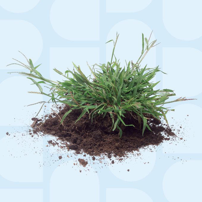 Set Your Blade at the Right Height to Control Weeds, Plant Hardy Ground Covers in Shady Areas, Don’t Fight Weeds Where Grass Won’t Grow, Use Landscape Fabric Staples to Anchor the Seams, Treat Weed Patches With a Small Tank Sprayer, Use a Dial Sprayer When Weeds Are Out of Control, Identify Weeds Before Planning the Attack, Prevent Crabgrass With a Pre-emergent Herbicide, Killing Broadleaf Weeds, Killing Annual Grassy Weeds, Kill Perennial Grassy Weeds: Too Late, Killing Perennial Grassy Weeds One By One