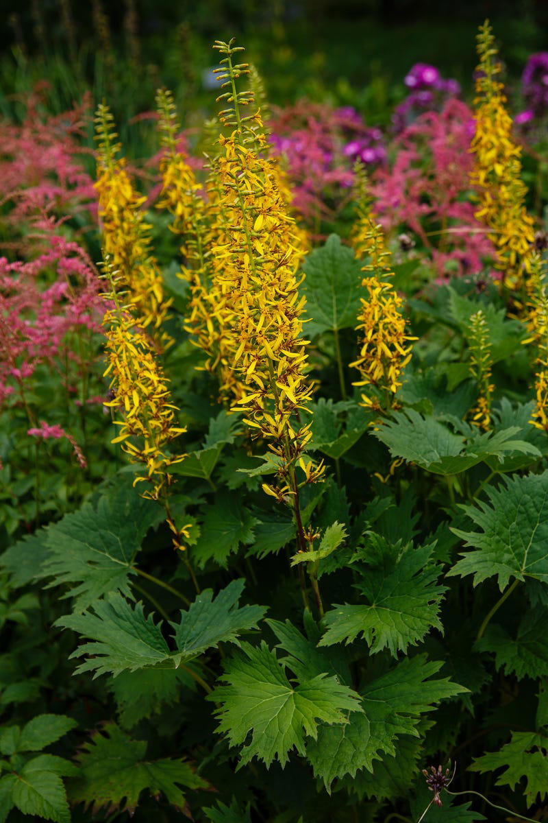 Primrose, Ligularia, Alternanthera, SunPatiens, Flowering Tobacco, Diamond Frost Euphorbia, Toad Lily, Columbine , Lungwort , Bigroot Geranium , Caladium, Heuchera, Browallia, Rex Begonia, Pulmonaria, Brunnera