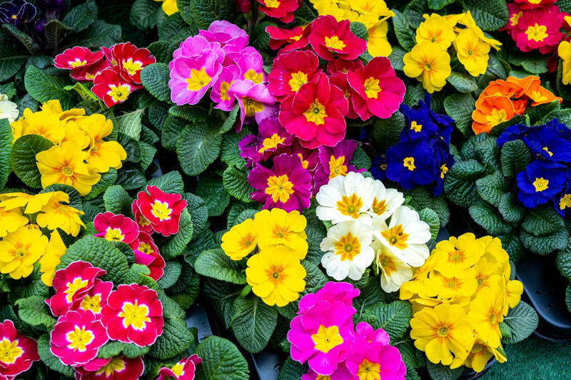 Primrose, Ligularia, Alternanthera, SunPatiens, Flowering Tobacco, Diamond Frost Euphorbia, Toad Lily, Columbine , Lungwort , Bigroot Geranium , Caladium, Heuchera, Browallia, Rex Begonia, Pulmonaria, Brunnera