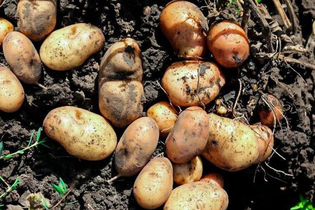 Sweet Corn, Cucumbers, Eggplants, Potatoes , Sunflowers, Sweet Potatoes, Black Walnut Trees