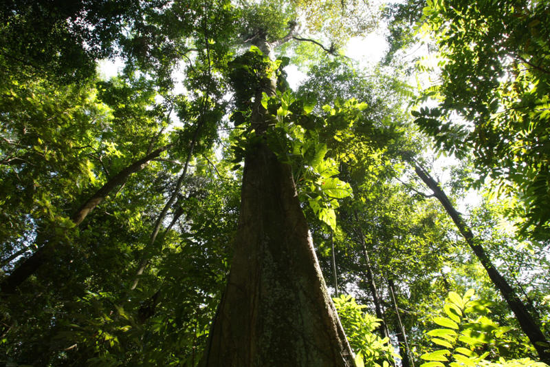 Misconceptions, Marriage, Where did the misbelief come from?, Divorce rates, Bee pollination, A smaller but significant portion, The final percentage, Microorganisms, 1970s estimate, About half, Amazon rainforest, In-land photosynthesis, Net zero, The origin of the myth