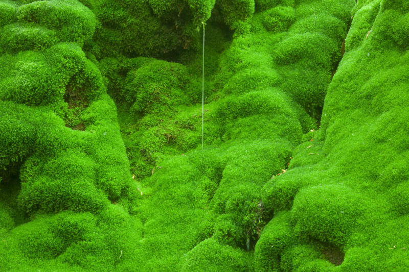 An impact that changed everything, A study on the impact of dinosaurs’ extinction, Forests became more dense, Fruit grew bigger, Favored animal reproduction, The development of the vine, Natural factors, Tangible evidence, A predictive model, A simulation over several millennia, The impact on evolution, A shrinkage, New species, A new turnaround, Cascading effects on evolution, Impact on the human diet, We destroy what the dinosaurs ate
