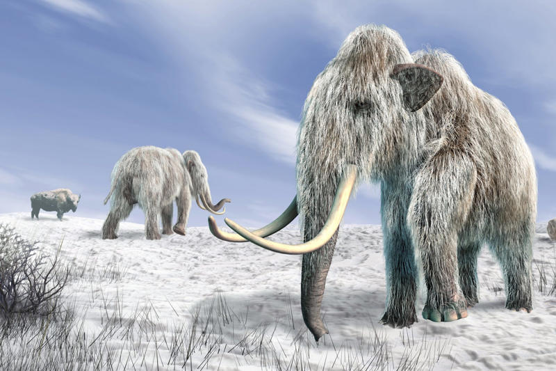 An impact that changed everything, A study on the impact of dinosaurs’ extinction, Forests became more dense, Fruit grew bigger, Favored animal reproduction, The development of the vine, Natural factors, Tangible evidence, A predictive model, A simulation over several millennia, The impact on evolution, A shrinkage, New species, A new turnaround, Cascading effects on evolution, Impact on the human diet, We destroy what the dinosaurs ate