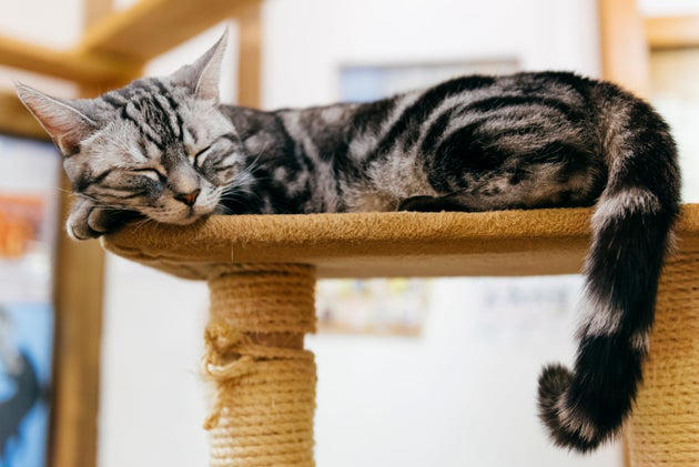 A plush multi-level cat tree from Wayfair recommended by Merlin, A version replete with scratching posts, which I own, A climbing tree filled with multi-level beds and perches, A cozy, extra-tall model with sweet details, An especially tall tree made for enthusiastic scratchers with 15,000 5-star ratings, A model with an especially cozy hammock and a staircase-inspired layout, A tree made for large cats that's perfect for corner spaces, A super-spacious tree with 18,000 5-star ratings, Or a heavy-duty model with multiple beds and easily-accessible tiers, Related...