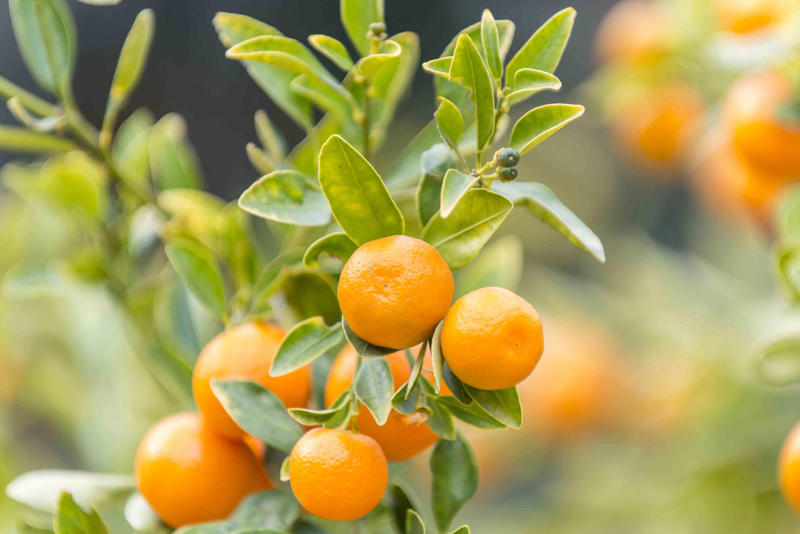 Calamondin, Elderberry, Mandarin, Mulberries
