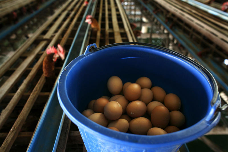 An eggs-periment, Launching eggs, Applying pressure, A surprising discovery, A stronger equator, Challenging assumptions, Packaging, Science experiments, Applications